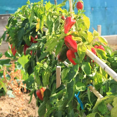 By The Sea Slano, Dubrovnik - 8741 Apartamento *