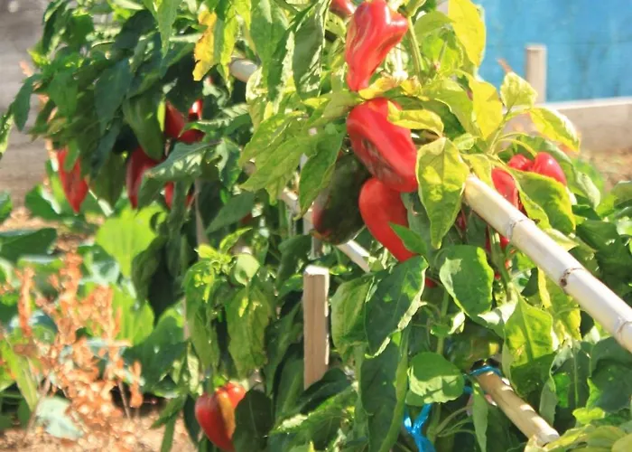 By The Sea Slano, Dubrovnik - 8741 Apartment *